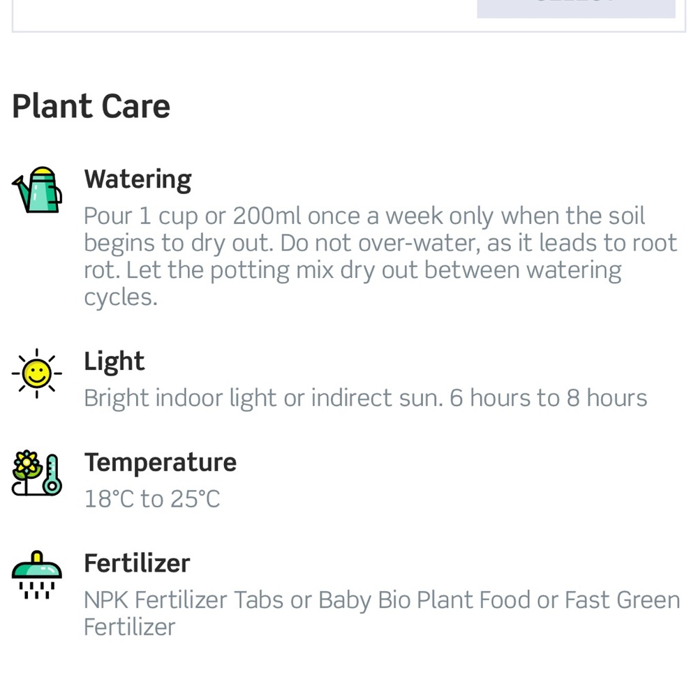 Plant Air purifier mother-in-law tongue snake - Picture 9 of 9